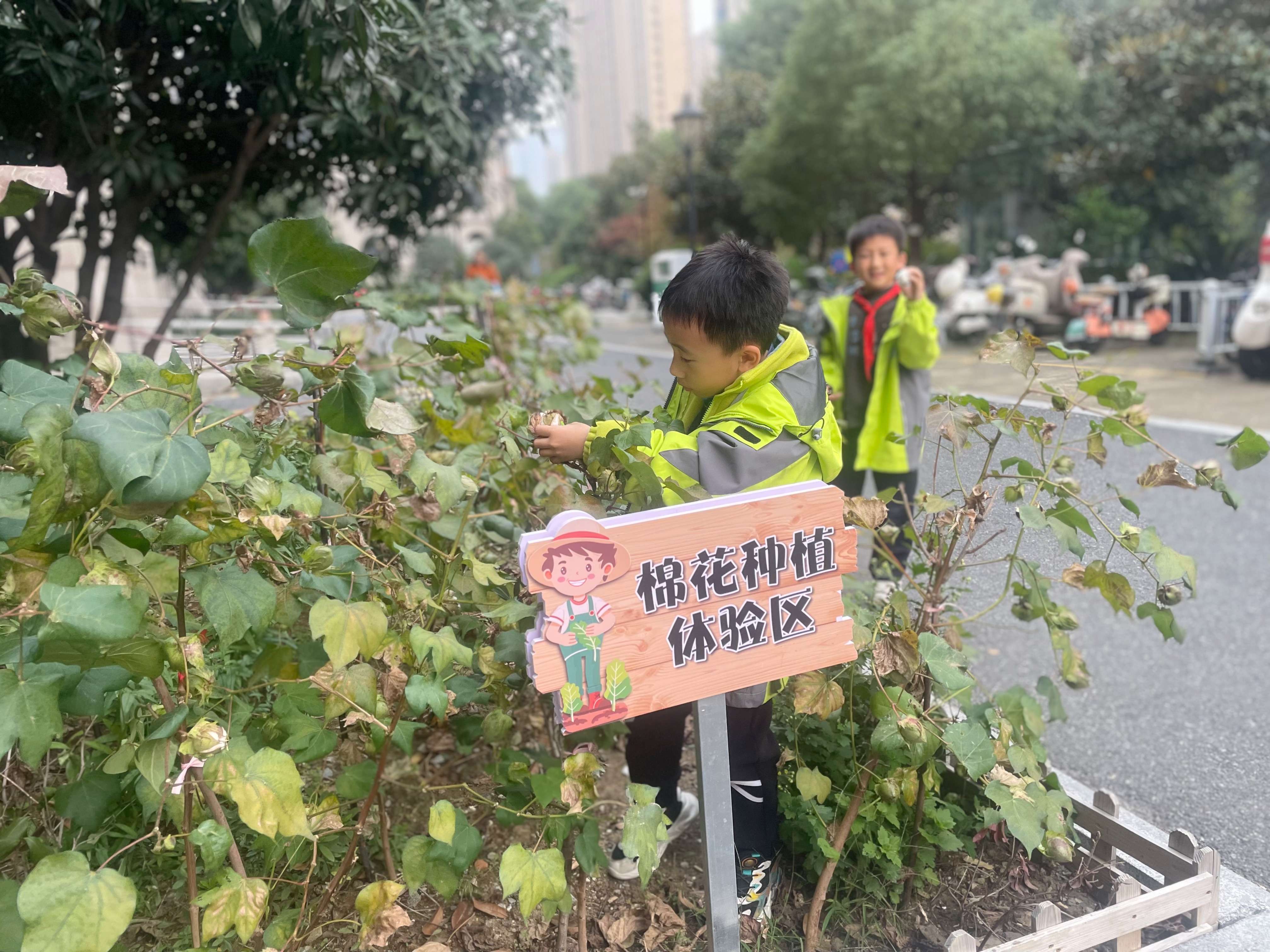 兒童在棉花種植體驗區(qū)采摘棉花(1).jpg